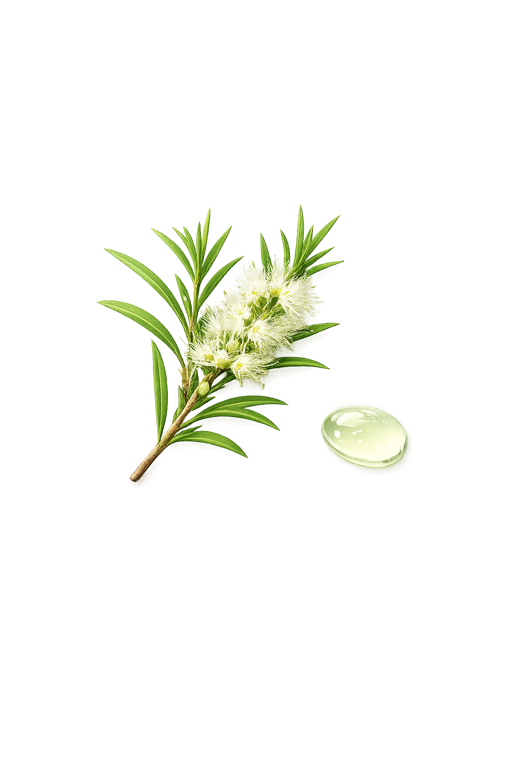 Tea Tree