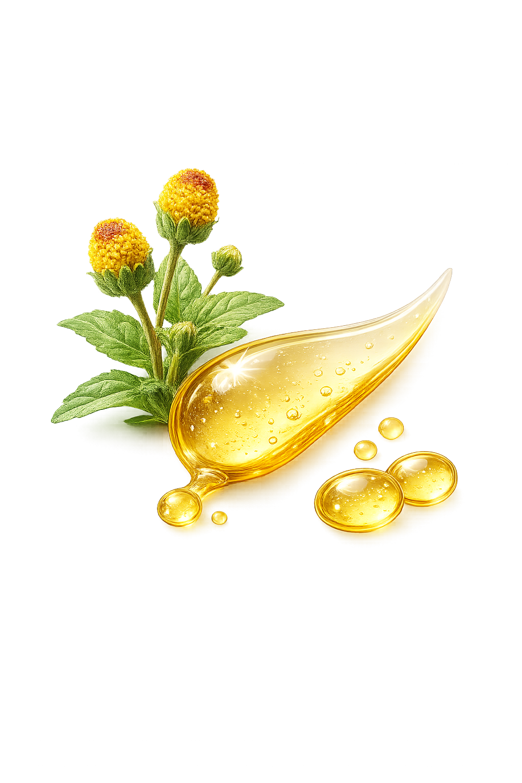 Spilanthes Acmella Extract